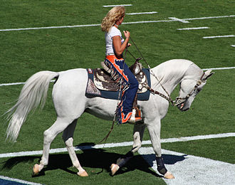 Thunder II (Winter Solstyce) warming up on the field prior to a 2010 game The Bronco's Bronco.jpg