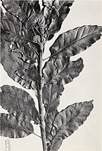 Thumbnail for Quercus corrugata