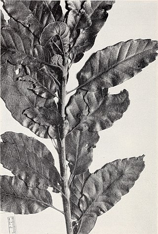 <i>Quercus corrugata</i> Species of oak tree