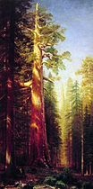 The Great Trees, Mariposa Grove, California label QS:Len,"The Great Trees, Mariposa Grove, California" label QS:Lpl,"Wielkie drzewa, Mariposa Grove, Kalifornia" 1876