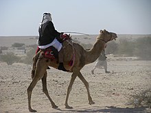 Qatari camel rider wielding a camel stick in the desert The Way of the Messenger (3203986945).jpg