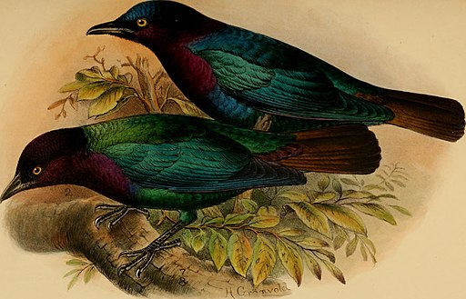 The birds of Africa, comprising all the species which occur in the Ethiopian region (1896) (14732355166)