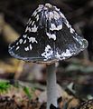 The first Coprinopsis picacea (GB= Magpie Inkcap, D= Specht-Tintling , F= Coprin noir et blanc, NL= Spechtinktzwam) already found at 6 October 2015. Last 2 years it was 16 October, but then there were lots of it - panoramio.jpg