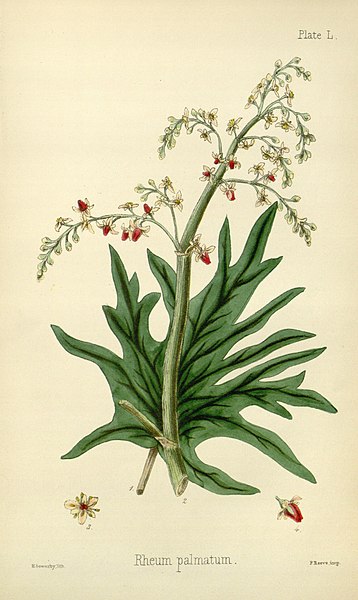 File:The flora homoeopathica (8260620773).jpg