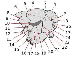 Brachycera thorax 13 вдясно = предна спирала = простигма = стигма anteriore 13 вляво = задна стигма