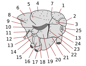 Brachycera thorax 13 right = spiracle قدامی = پروستیگما = کلاله anteriore 13 چپ = کلاله خلفی