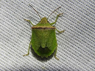 <i>Thyanta calceata</i> Species of true bug