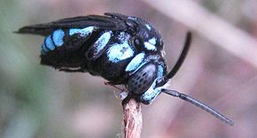 Kuvan kuvaus Thyreus nitidulus 1.jpg.