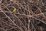 Thumbnail for File:Tibetan Serin from Eaglenest Wildlife Sanctuary in Arunachal Pradesh.jpg