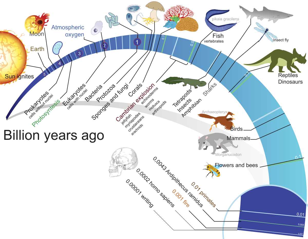 Evolution life. Хронология эволюции жизни на земле. Временная шкала развития жизни на земле. Эволюционная хронология. Временная шкала развития человека.