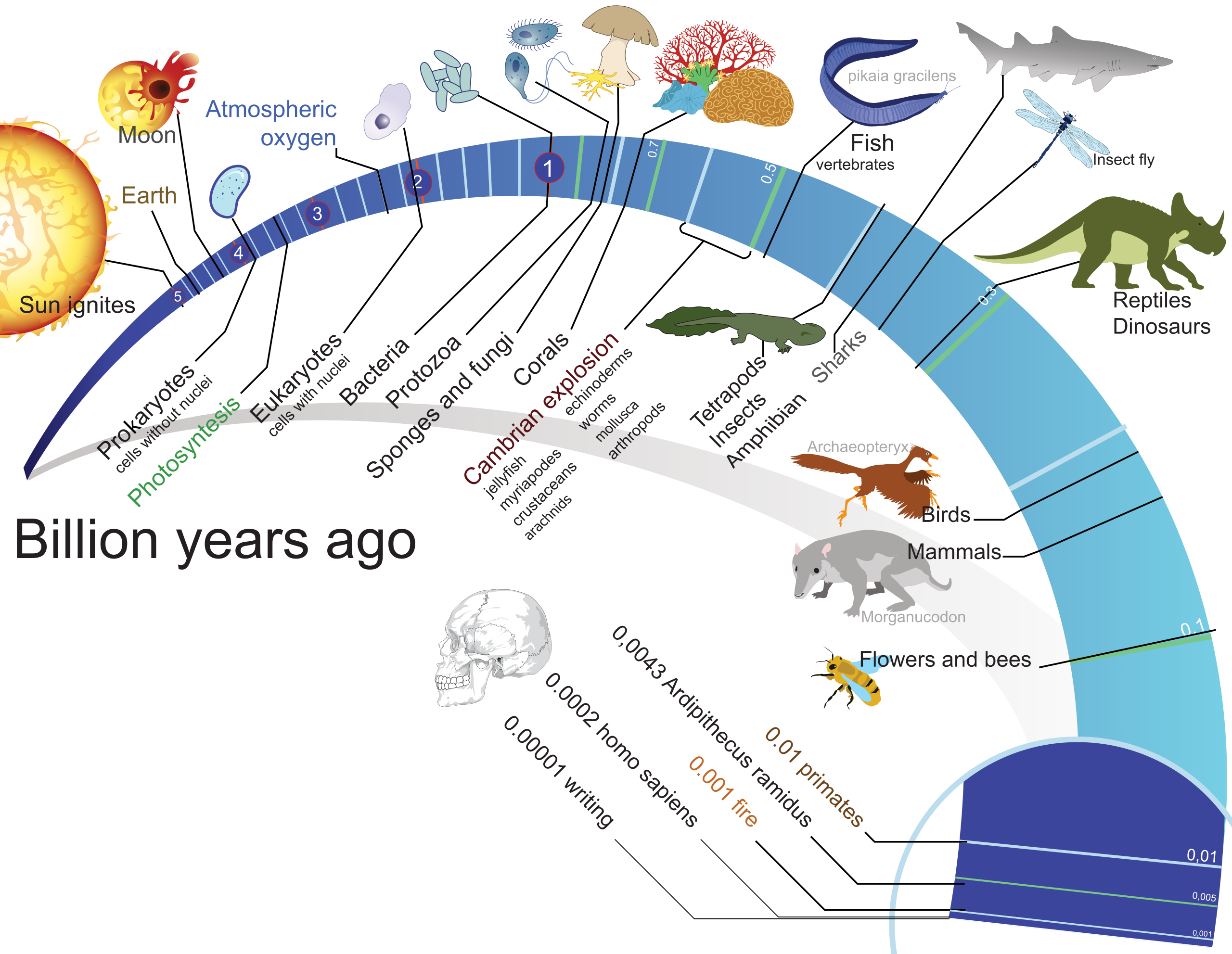 Timeline of human evolution - Wikipedia