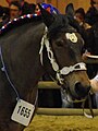 Tête d'une jument lors du concours Modèles et Allures de la race au Salon international de l'agriculture 2012.