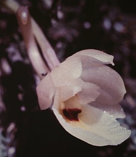 Trichocentrum cornucopiae.jpg