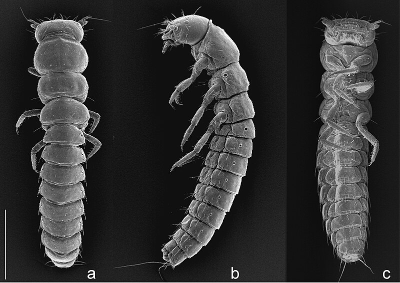 File:Trichomeloe chrysocomus larva.jpg