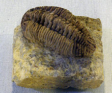 Trilobit IGP4540.jpg