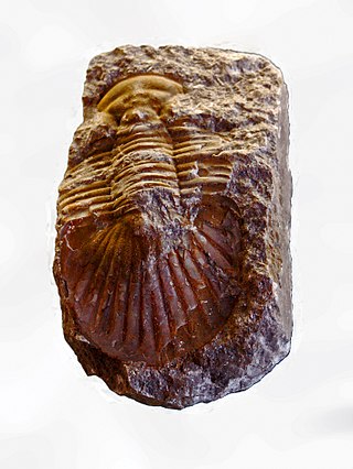 <i>Bojoscutellum</i> Genus of trilobites