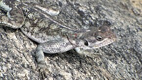 Descripción de la imagen Tropical_Spiny_Agama, _closeup, _Serengeti.jpg.