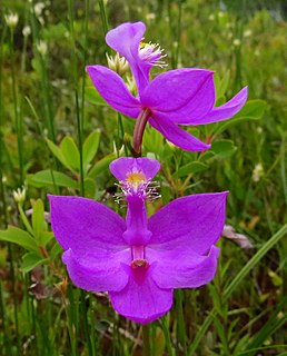 <i>Calopogon tuberosus</i> species of plant