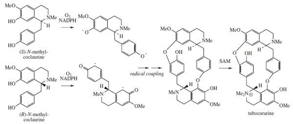 Voorgestelde biosynthese van tubocurarine