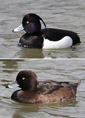 Tufted-Duck-male-female.jpg