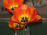 Čeština: Kultivar 'American Dream' rodu Tulipán (Tulipa). Veletrh Narcis 2016, Lysá Nad Labem, Česká republika.