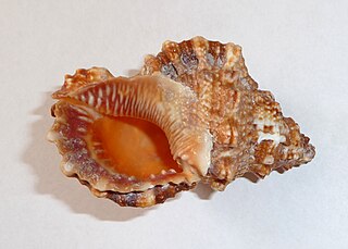 Bursidae Family of gastropods
