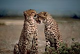 Iranski gepardi