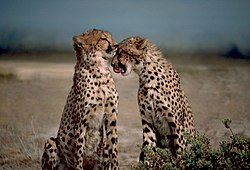 Two cheetahs together.jpg