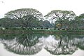 Reflection of trees at Lalbagh