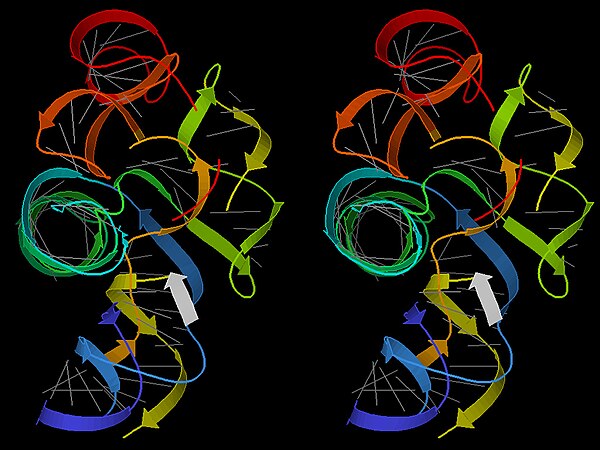 Stereo 3D image of a group I intron ribozyme (PDB file 1Y0Q); gray lines show base pairs; ribbon arrows show double-helix regions, blue to red from 5'