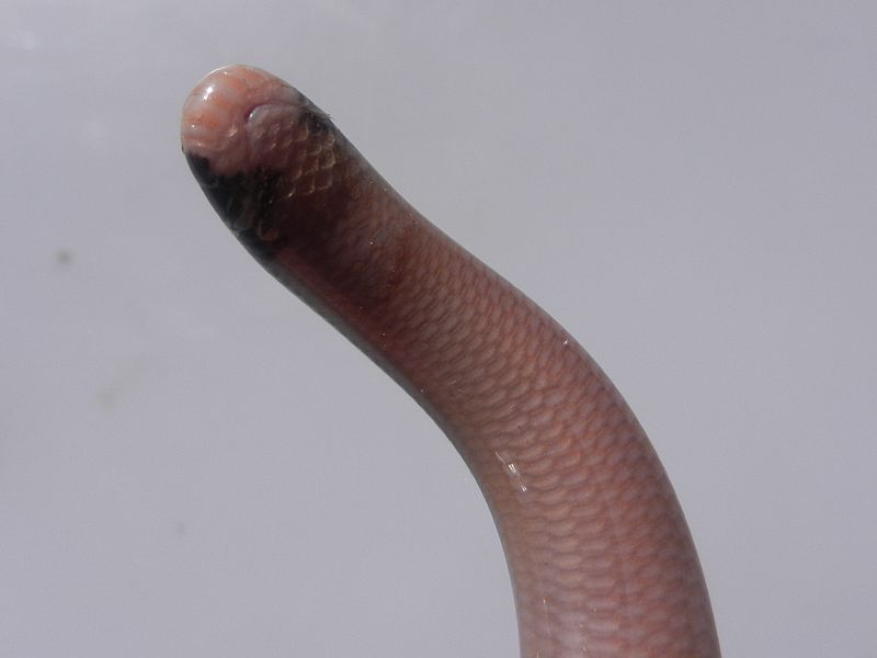 File:Typhlops reticulatus Peru 01.JPG