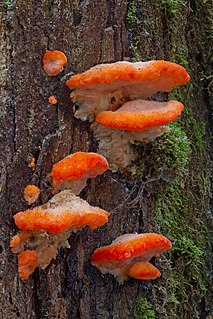 <i>Tyromyces pulcherrimus</i> Species of fungus