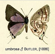 UmbrosaButler1886OD.jpg