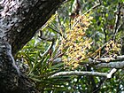 Vanda testacea tree coimbatore.jpg