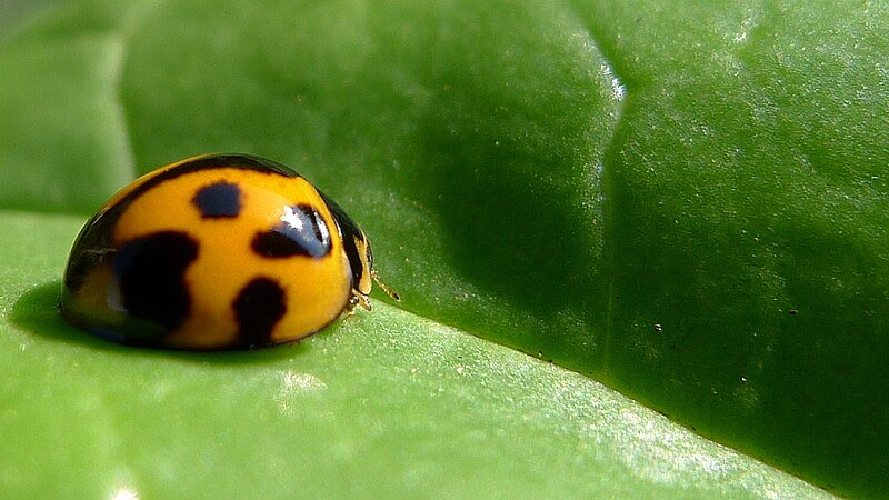 File:Variable ladybird (8664729652).jpg