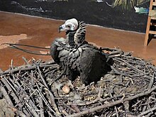 Ricostruzione di un nido di avvoltoio monaco presso la Maison des Vautours