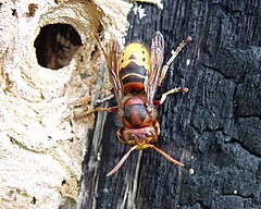 Сколько живут осы в природе. Vespa mandarinia Шершень. Шершень Vespa crabro. Шершень обыкновенный гнездо. Тигровый Шершень.