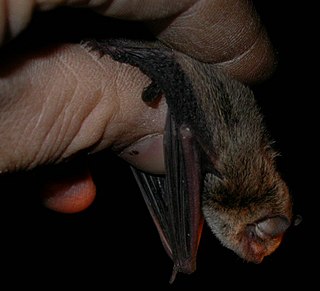 Little forest bat Species of bat