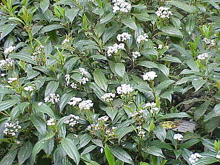 <i>Viburnum davidii</i> species of plant