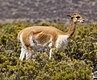 Vicuñacrop.jpg