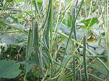 Vineyard umbellata.JPG