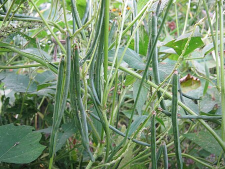 Tập_tin:Vigna_umbellata.JPG