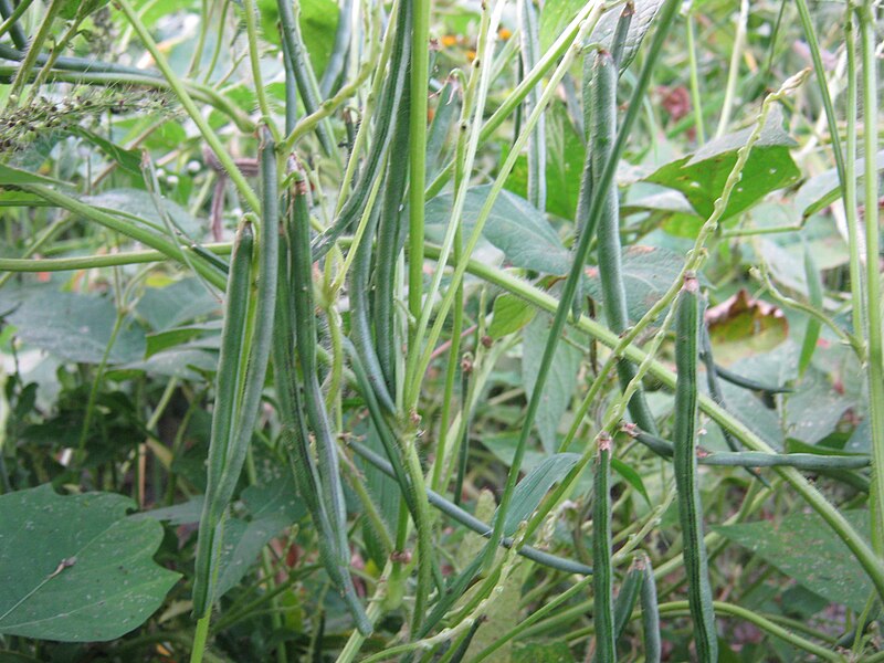 File:Vigna umbellata.JPG