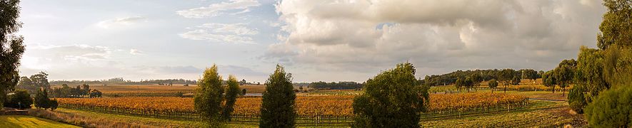 Vignoble en automne.