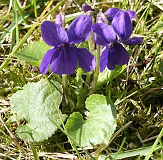 Viola odorata Garden 060402Bw.jpg