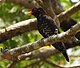 Violet cuckoo (Chrysococcyx xanthorhynchus) May 2013 Port Blair Andaman.JPG