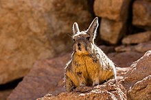 Southern viscacha (Lagidium viscacia), Siloli desert, Bolivia Vizcacha de la Sierra (Lagidium viscacia), Desierto de Siloli, Bolivia, 2016-02-03, DD 33.JPG