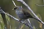 Miniatura per Junco dels volcans