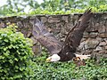 Weisskopfseeadler, Geschlecht?