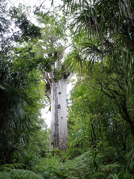 File:Waipoua Forest, Kauri walks - Tane Mahuta (3).jpg